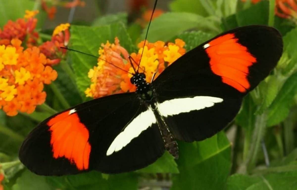 Butterflies are genetically wired to choose a mate that looks just like them