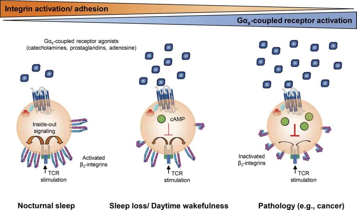 Why sleep really is sometimes the best medicine