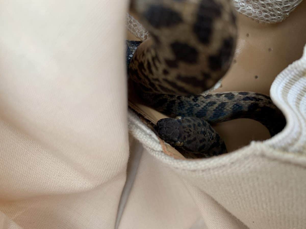 Snake travelled all the way from Australia to Scotland after hiding in a woman’s luggage