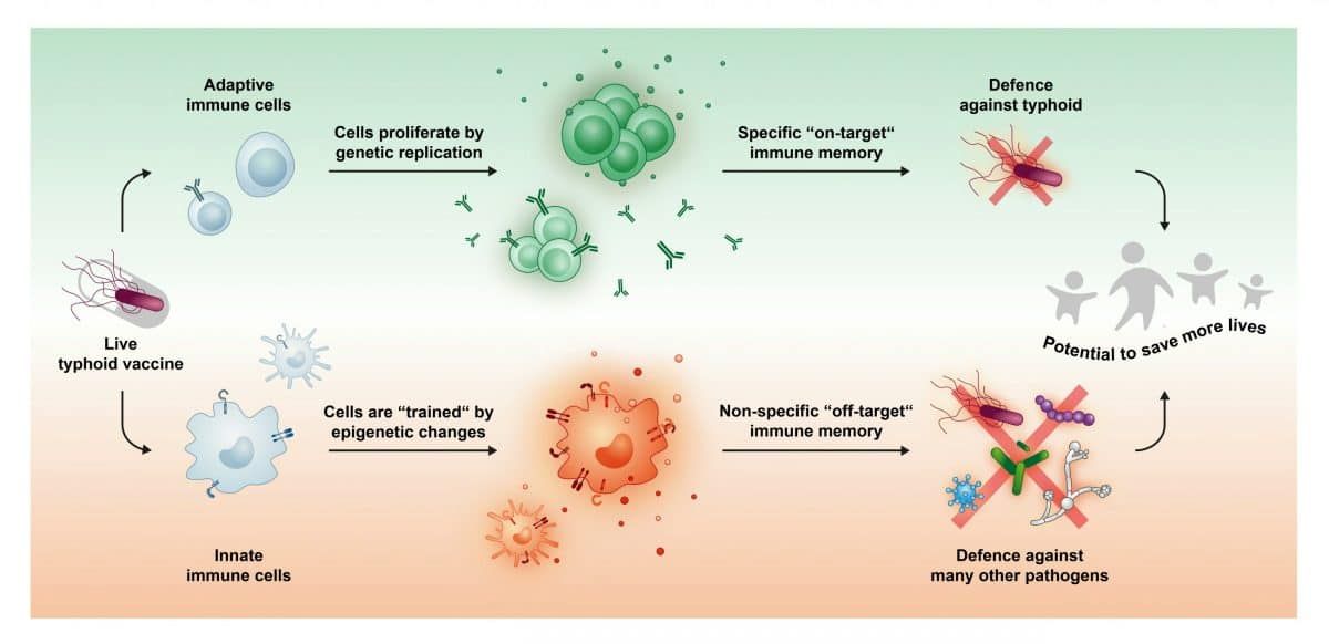 Typhoid vaccine