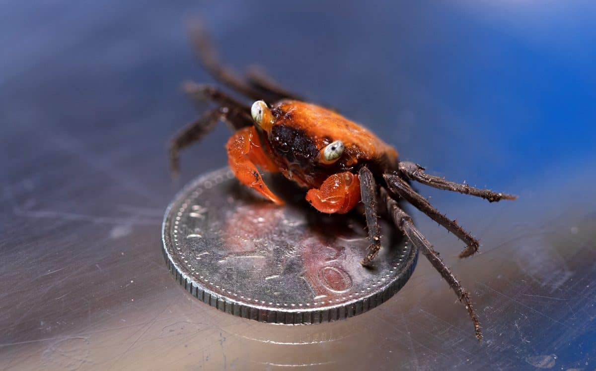 Devon zoo breeds a vampire crab for the first time