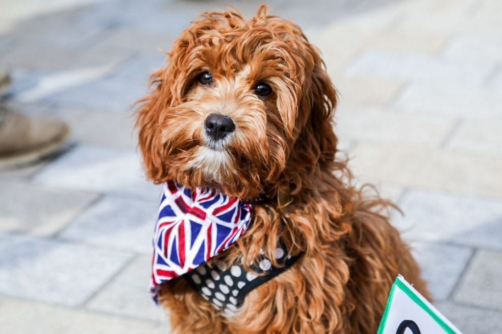 (c) Phil Watson / Wooferendum campaign