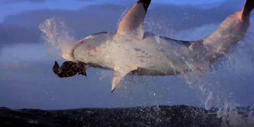 Watch – Eclipse of the great white sharks