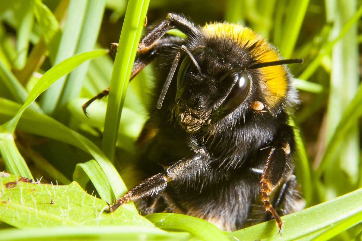 Beware of sleeping queen bees underfoot