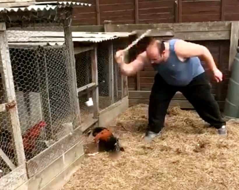 Sicko jailed after beating cockerel to death with metal kebab skewer – and videoing it