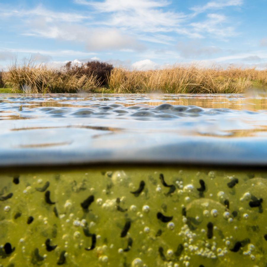 Incredible pictures of frogspawn show that spring has sprung