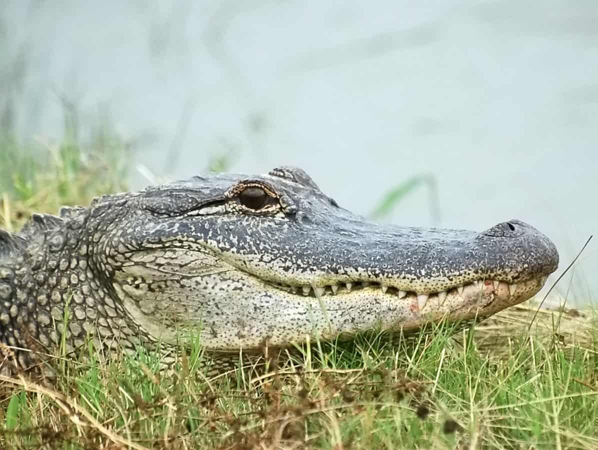 Alligator study suggests that dinosaurs had good hearing – making them deadly hunters