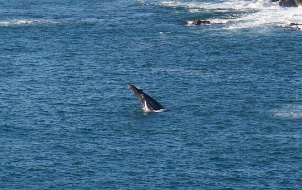 Stunning pictures show Humpback whale seen off the coast of Cornwall