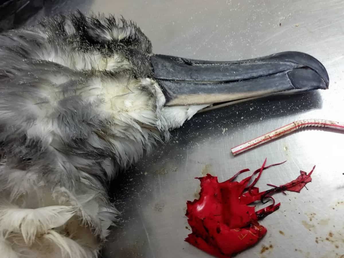 Balloons released into the air are killing seabirds and sea turtles