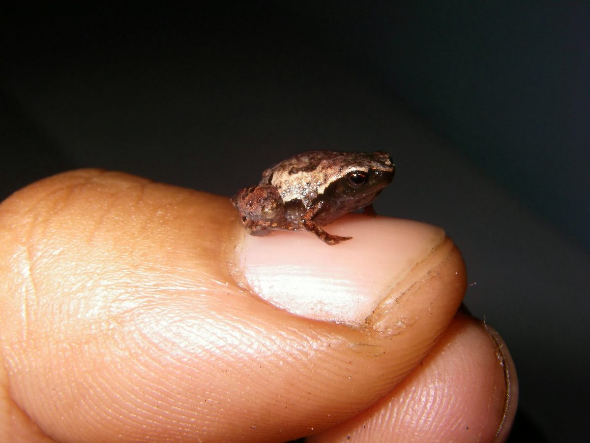 One of the world’s smallest frogs is one of five newly discovered on Madagascar