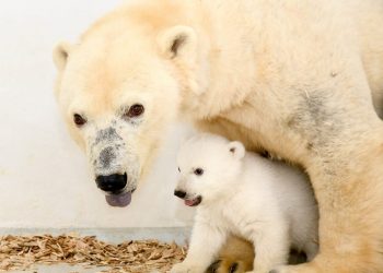 Polar bear & cub - Credit:SWNS
