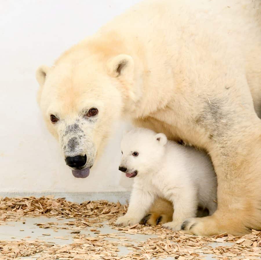 Polar bear & cub - Credit:SWNS