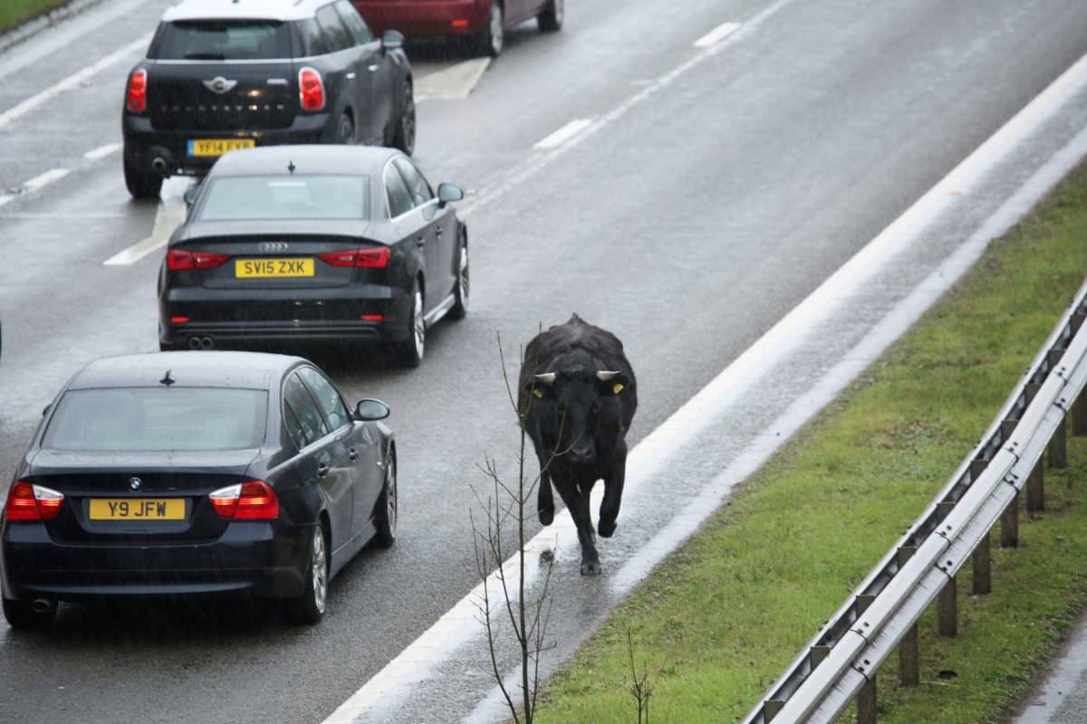Pictures show drivers cowering in their cars after bull runs onto dual carriageway