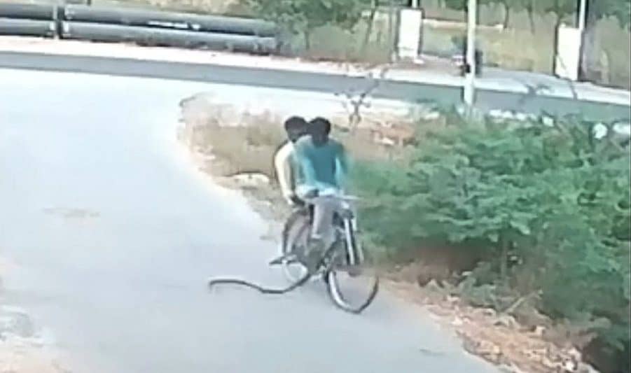 CCTV catches moment a snake attacked a cyclist