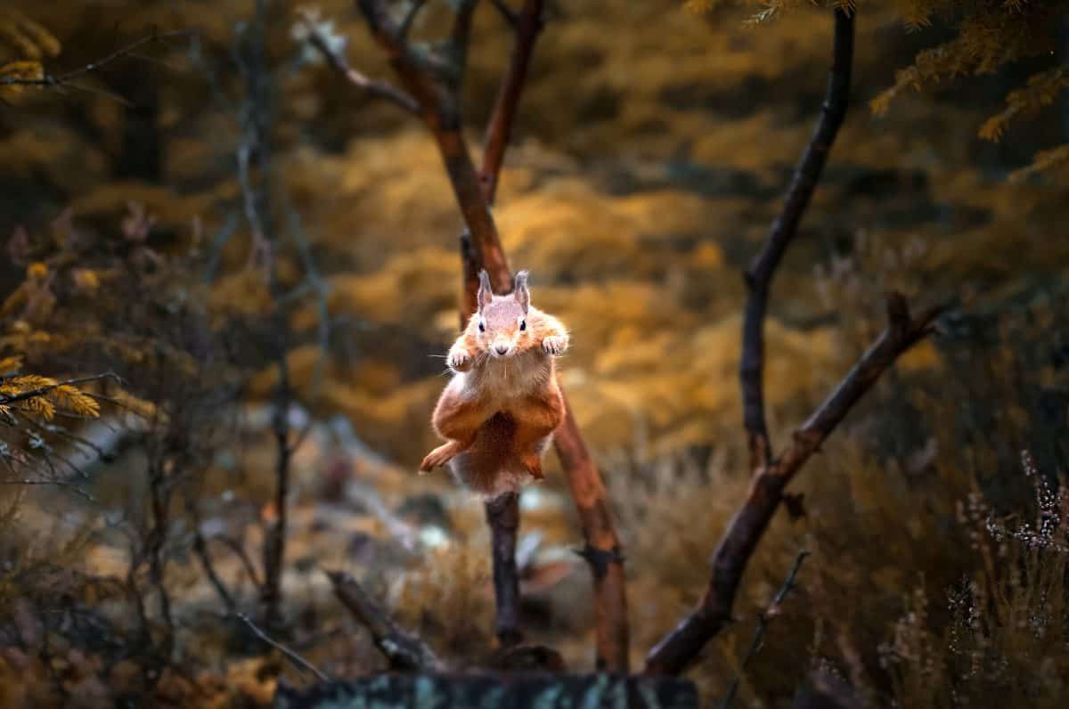 Scientists preparing to study health & genetics of red squirrels reintroduced in Scottish Highlands