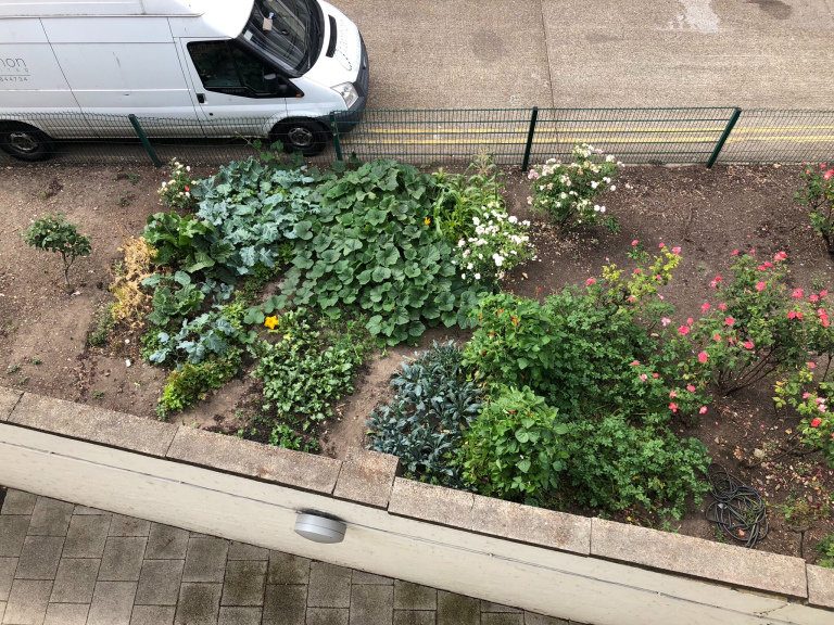Woman left red-faced with rage when her London community garden was torn up by council