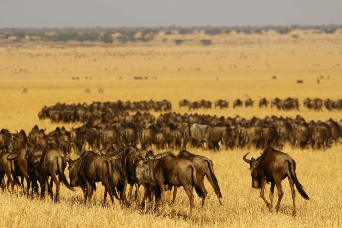 Iconic animals threatened by surge in humans in Masai Mara & Serengeti national parks