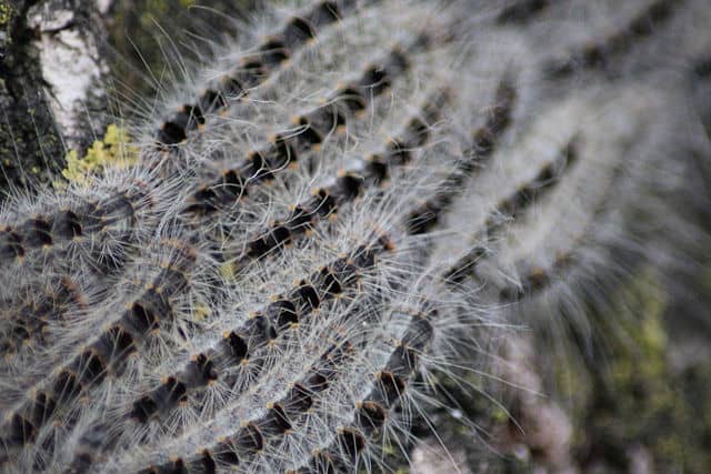 Plague of toxic caterpillars threatens lives of allergy sufferers