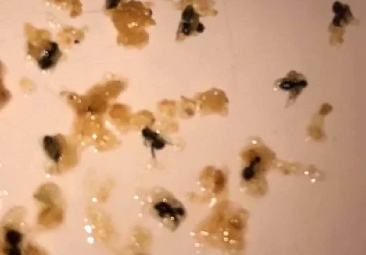 Student was left disgusted after being served an organic smoothie – filled with dead ANTS