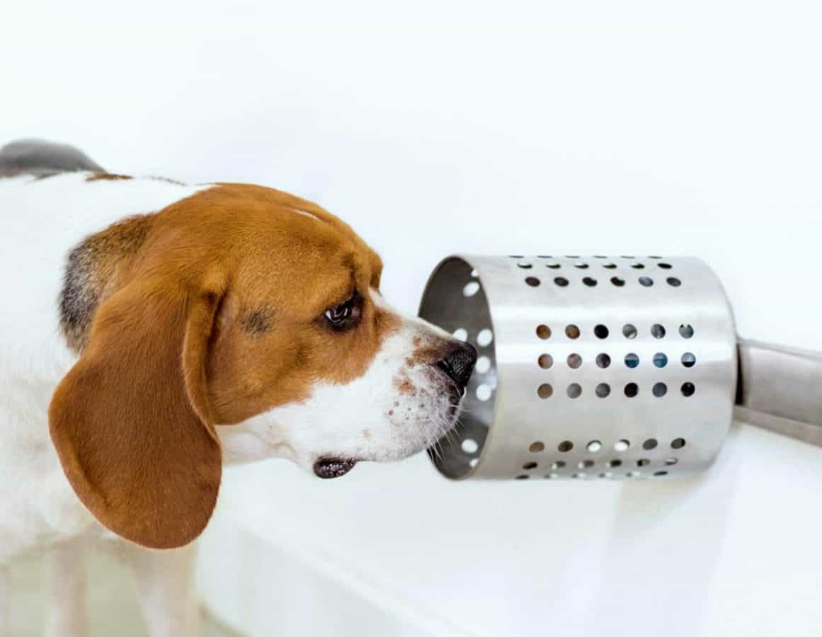 Dogs can sniff out early signs of cancer in humans with 97% accuracy
