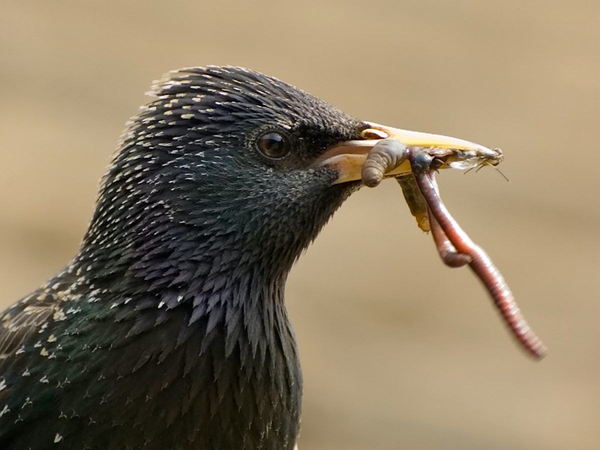 Climate change has already changed breeding seasons of Britain’s birds, butterflies, moths and flies