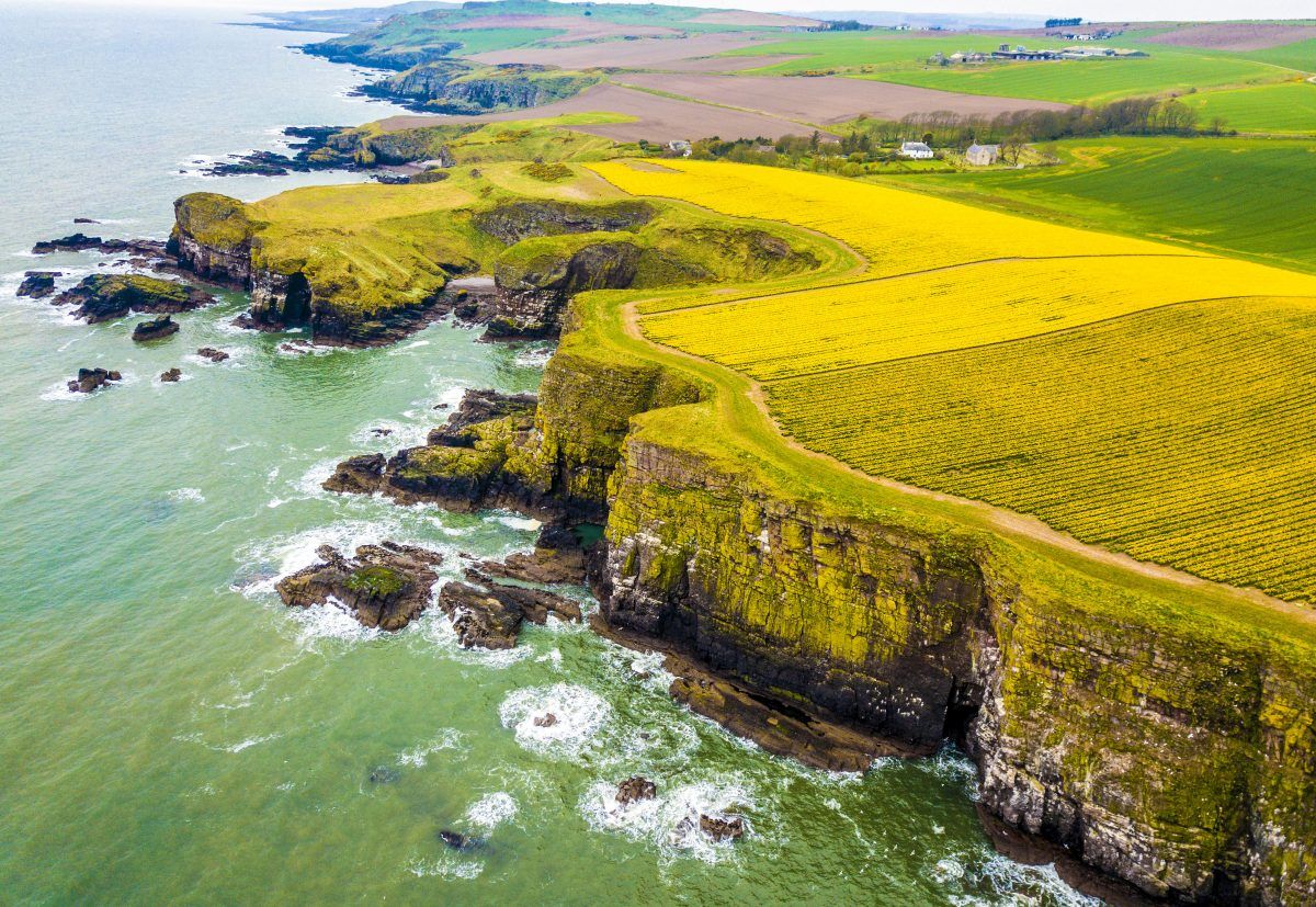 Fields of daffodils in a scene like a real-life William Wordsworth poem