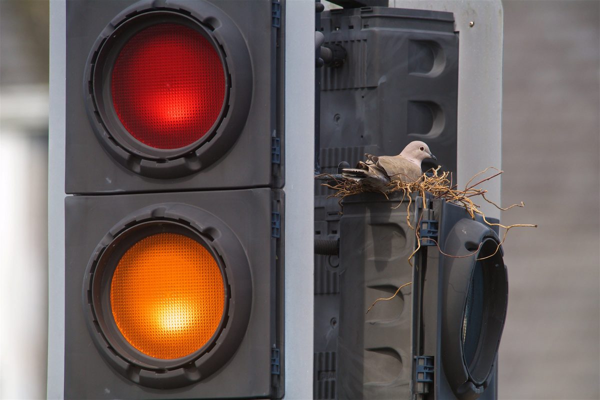 Pedestrian ”dove crossing” created after bird made nest – on top of traffic lights