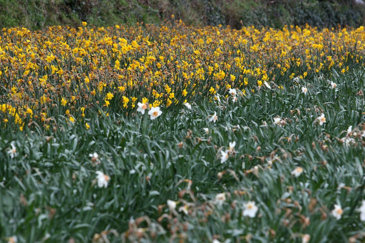 Dying daffodils (c) SWNS