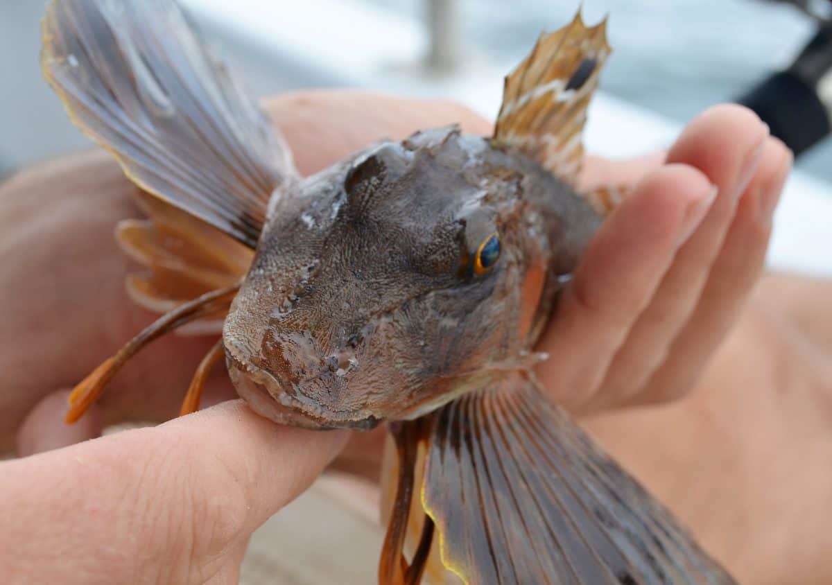 Global warming ‘hits sea creatures hardest’