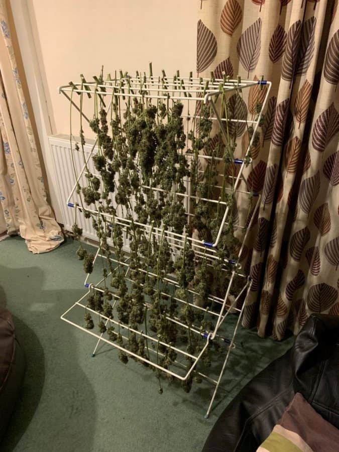 Huge stash of cannabis drying on clothes horse found by police sent to the wrong address