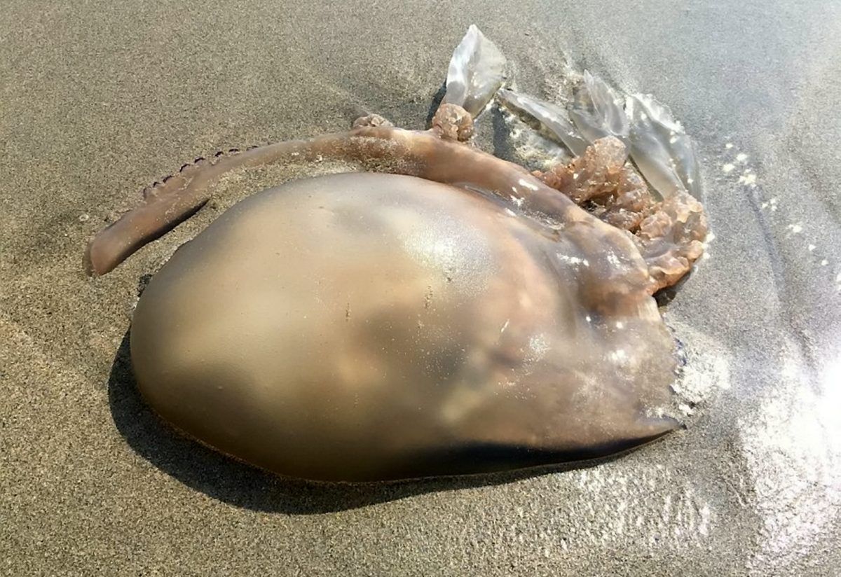 British jellyfish invasion (c) SWNS