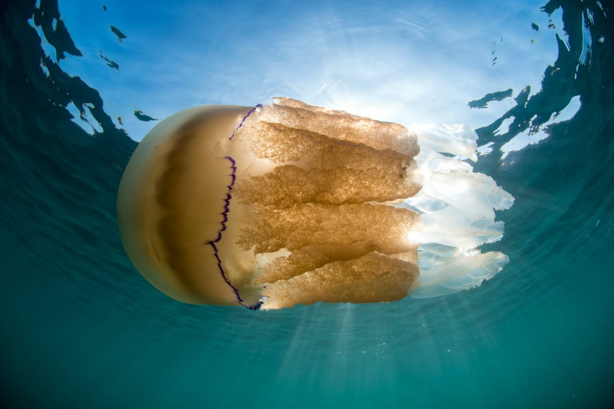 British jellyfish invasion (c) SWNS