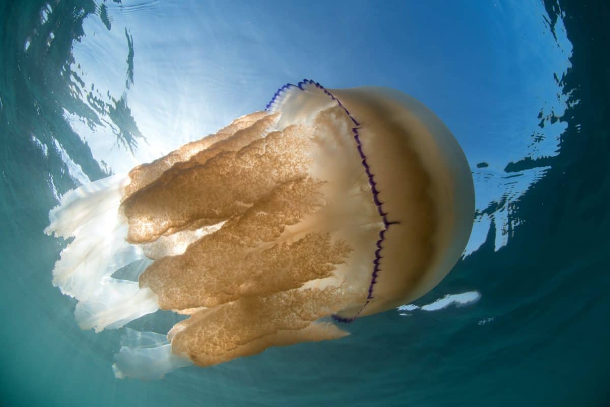 British jellyfish invasion (c) SWNS
