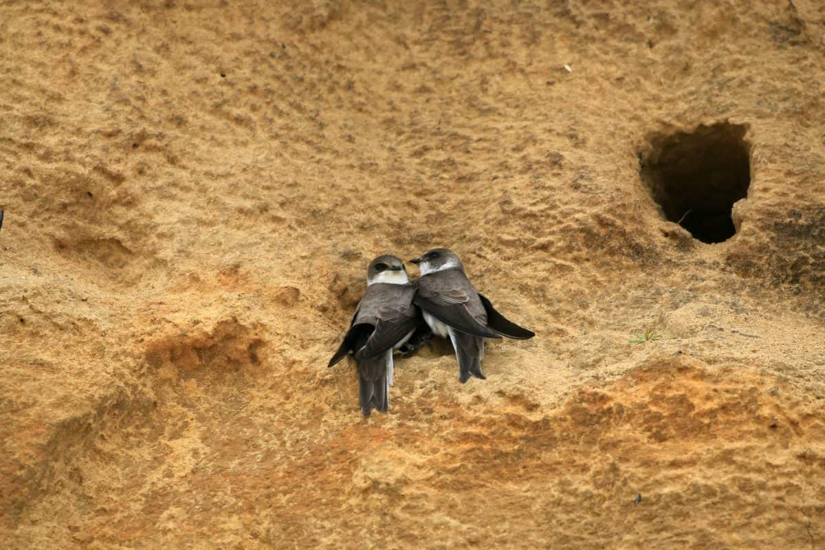 Sand martins return to nests following bitter dispute between activists over netting of cliff sides