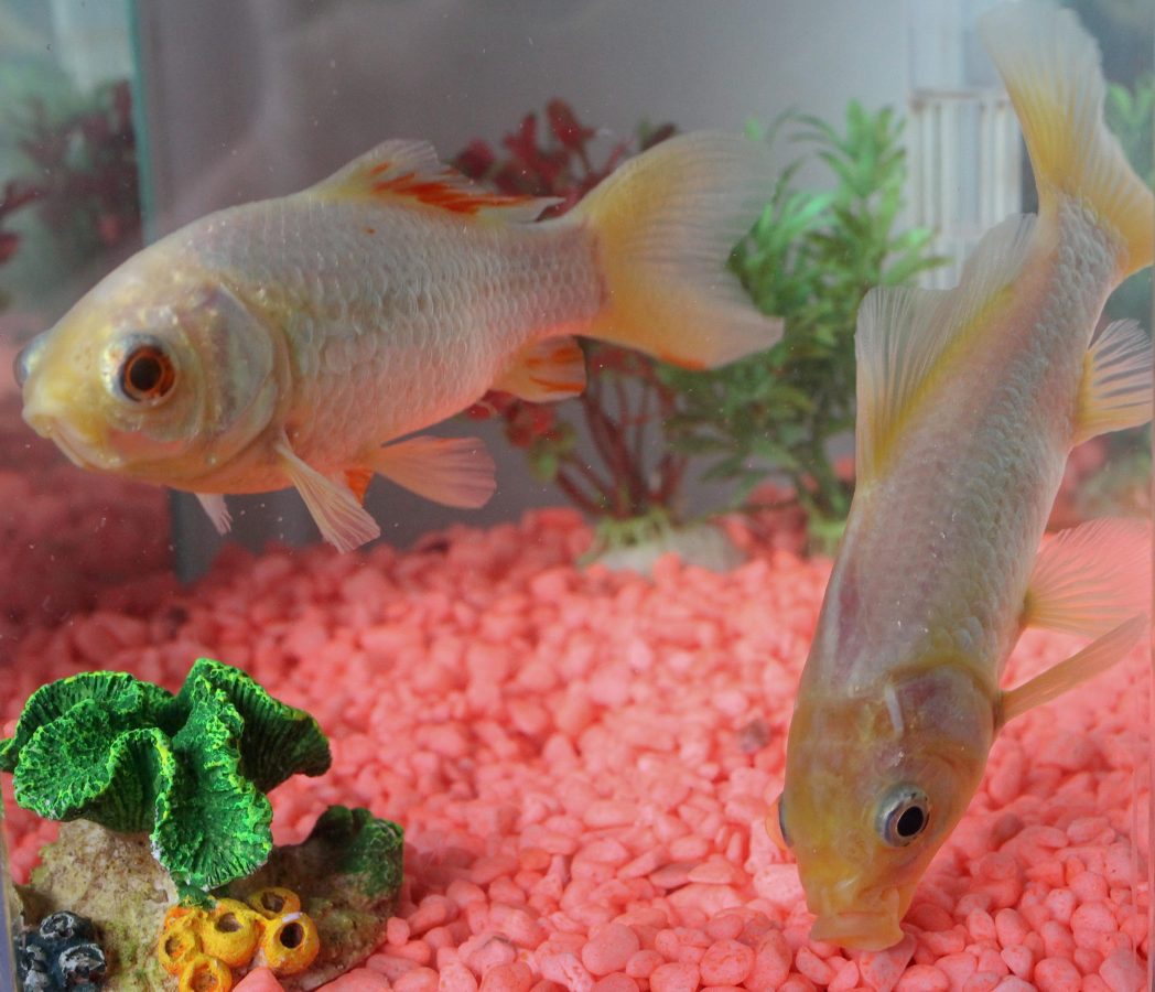 George, Britain’s oldest goldfish won at a fair in 1974 has died aged 44