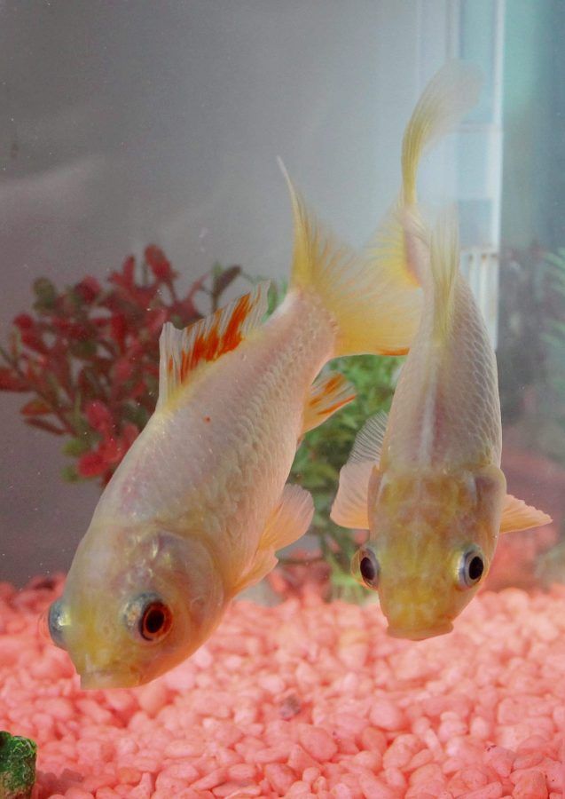 George - UK's oldest goldfish, with lifelong pal Fred (c) SWNS