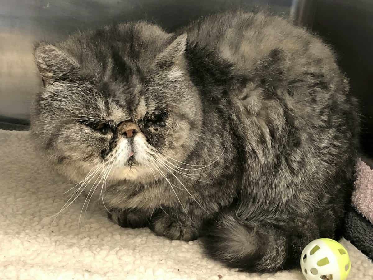 Rescuers say fat cat found in bin bears uncanny resemblance to bagpuss