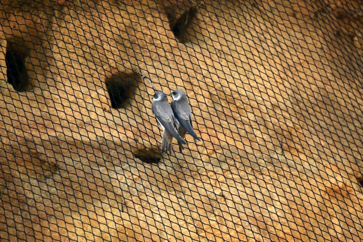 RSPB hit out at local council for netting up a cliff stopping birds from nesting