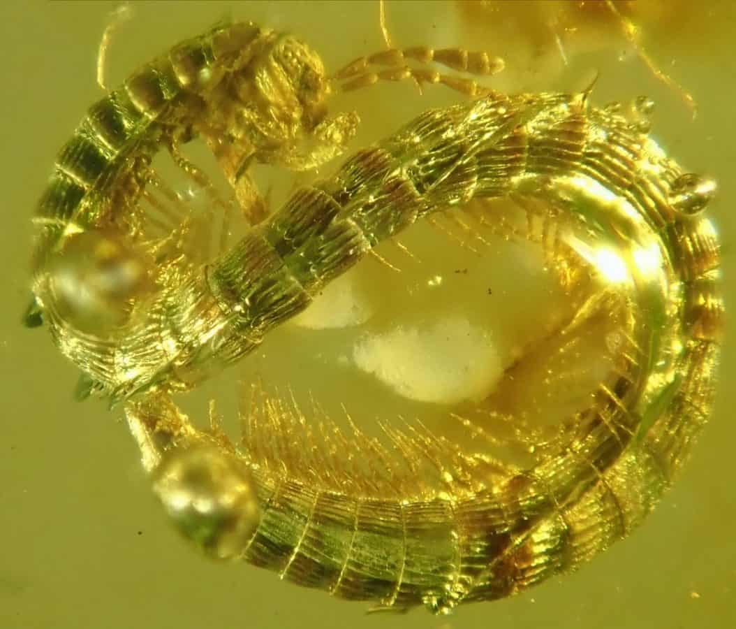 Extinct millipede that lived 99 million years ago has been found trapped in amber
