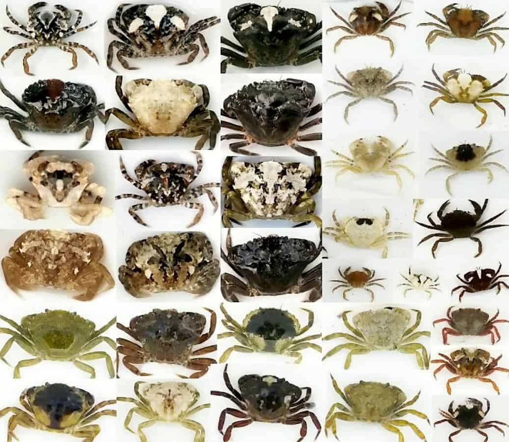 Crabs change colour depending on their environment – despite being part of same species