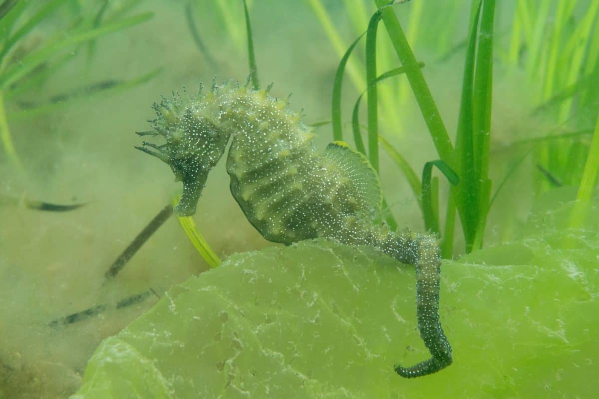 Diver spots seahorse so rare that wildlife licence is required to even seek it out