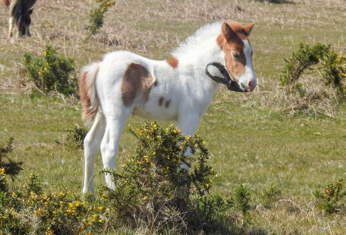 Litterbugs slammed after photo of Pony with carrier bag stuck around mouth