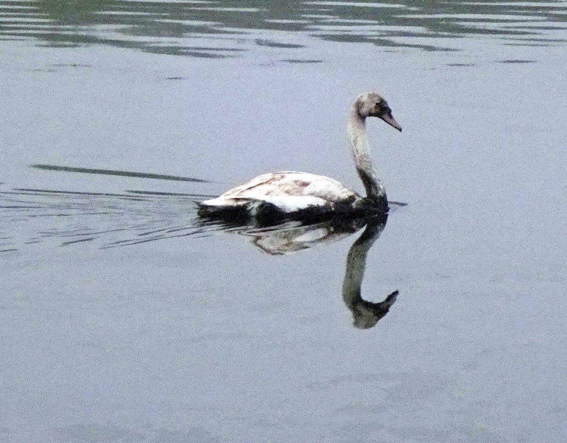 Swans fighting for their lives after disastrous oil spill