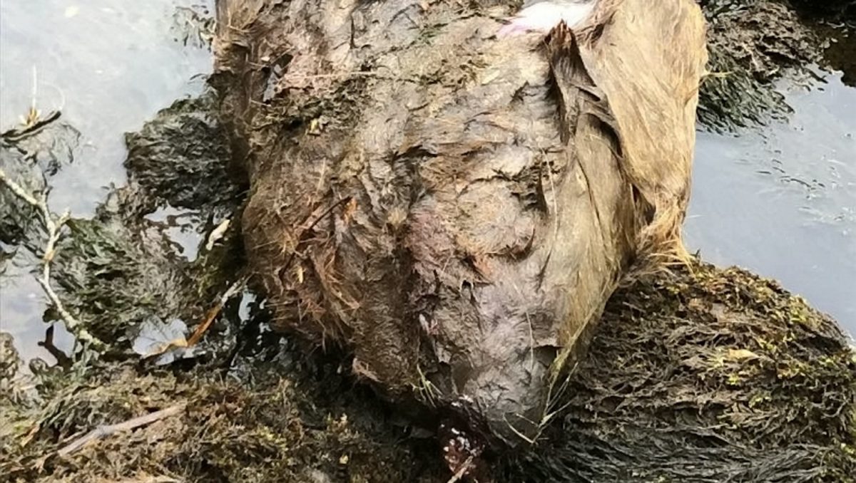 Shocking pic of pregnant beaver shot and killed – less than two weeks after the animals became protected species