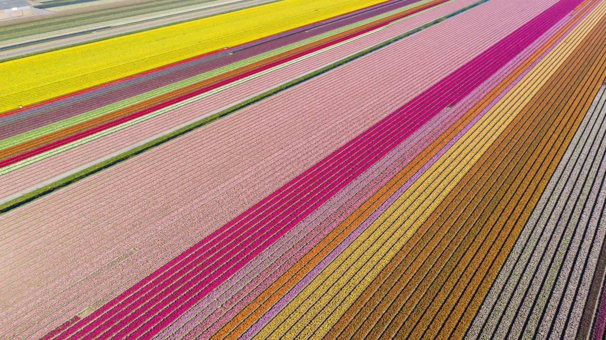 Images show kaleidoscope of colours bursting into bloom in Holland’s tulip fields
