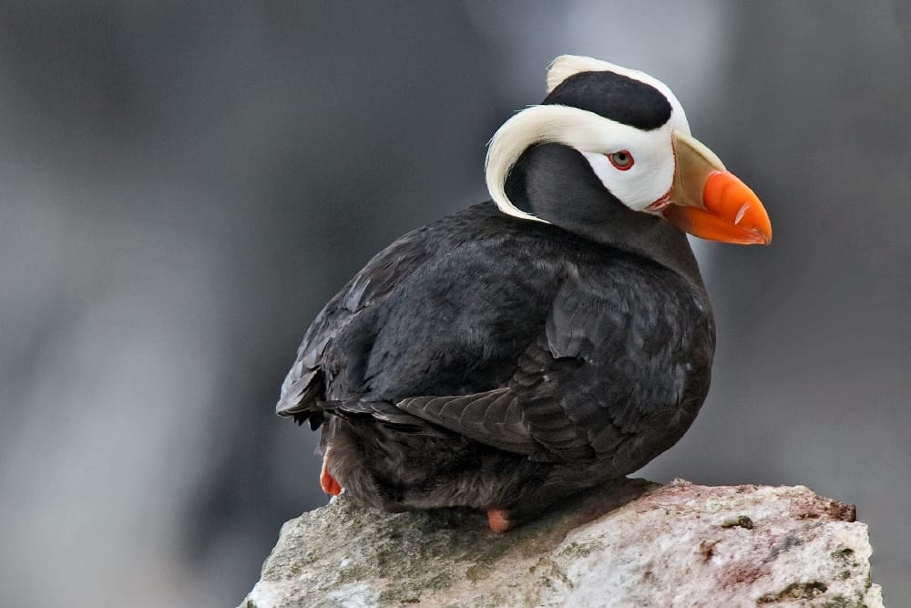Thousands of puffins ‘starving to death due to global warming’