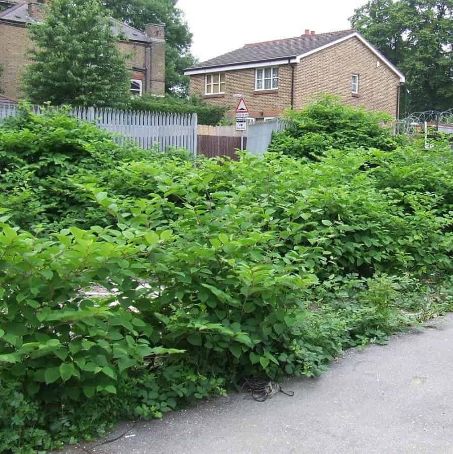 Japanese knotweed at front of house