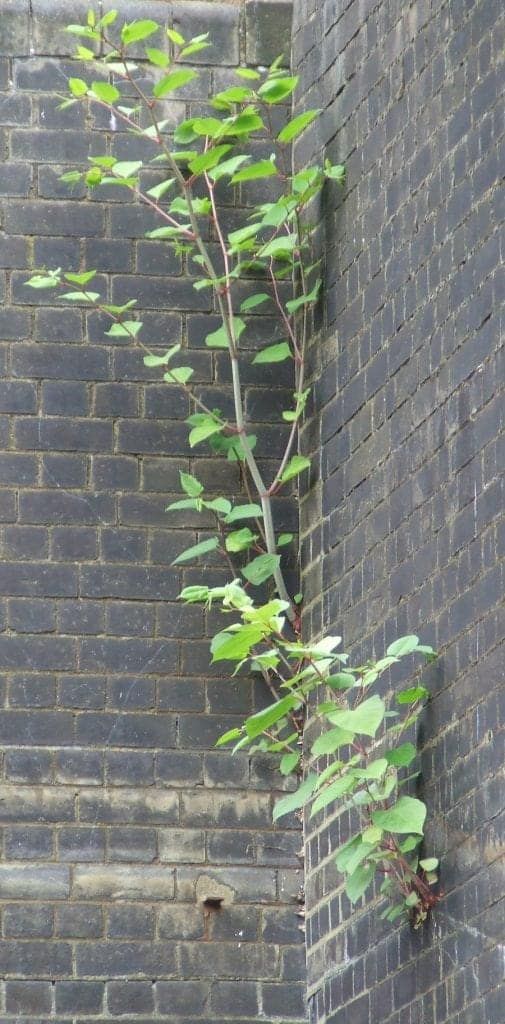 Japanese knotweed growing from the wall