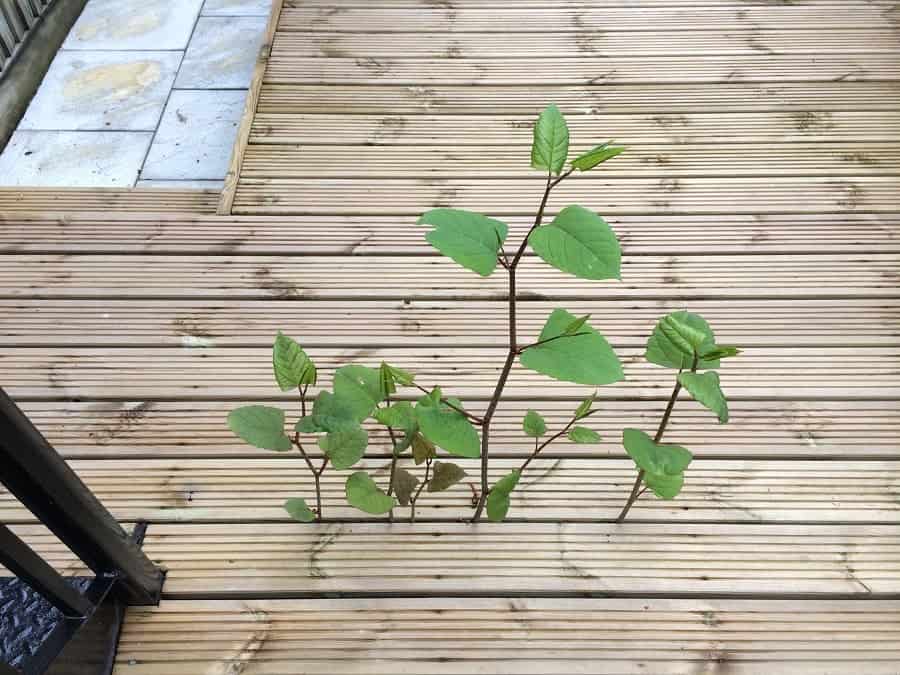 Japanese knotweed growing in between flooring