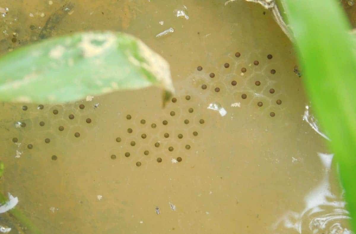 Rain-filled elephant tracks serve as “refuges” for frogs, shielding them from predators